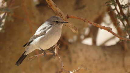 A Bird standing on a branch of a tree, Gray sparrow.