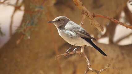 A Bird standing on a branch of a tree, Gray sparrow.