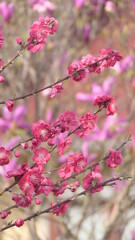 pink flowers in spring
