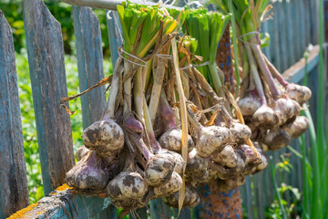 Ripe garlic bulb plants are hanging on old fence for aerate. Autumn season harvest preparation for saving during winter time, seasoning for meal