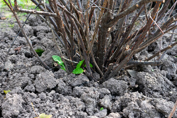 Bare bush of currant berry prepared to winter time with digged ground and foil around. Agricultural and garden seasonal works