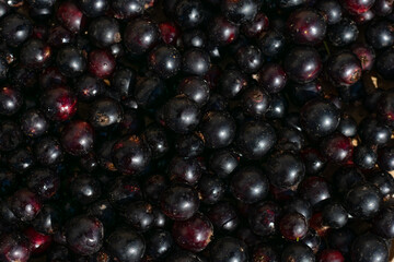 Lots of freshly gathered garden black currant berries. Vegetarian eco berry photo