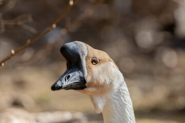 African goose close up of head and eye. Shot in Sweden, Scandinavia