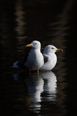 Pair of sea gulls in calm water. Beautiful lighting and contrast. Shot in Sweden, Scandinavia