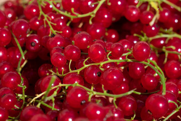Raw sour freshly picked red currant berries from garden. Summer harvesting berries