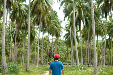 A man tourist is sightseeing Palm coconut trees farm in Koh Samui Island in Thailand.