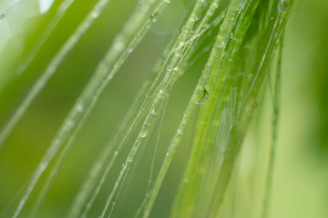 Fototapeta na wymiar Botanical macro backdrop in green colors. Wet long grass with water droplets on it on blurred background