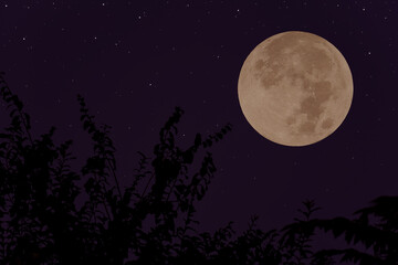 Fototapeta na wymiar Full moon on the sky with tree branch silhouette.