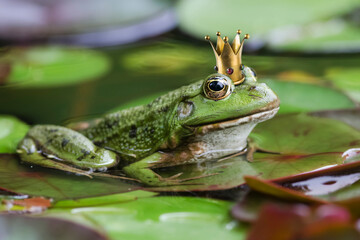 Froschkönig