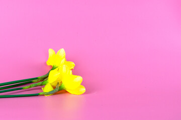 bouquet of yellow daffodils on a pink background with copyspace