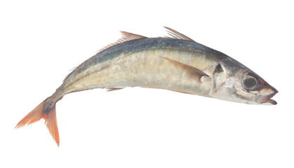 Jack mackerel isolated on white