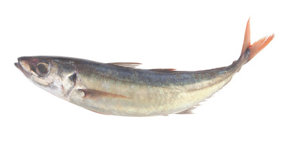 Raw jack mackerel isolated on white background