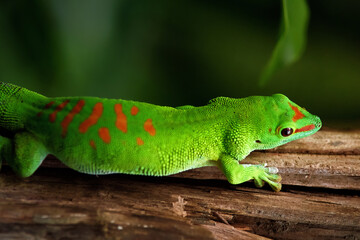 Green lizard on a trunk of a tree in a park