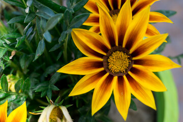 Gazania is a genus of flowering plants in the family Asteraceae, native to Southern Africa. They produce large, daisy-like composite flowerheads in brilliant shades of yellow and orange.
