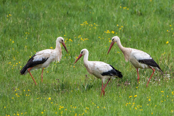 Weißstorch (Ciconia ciconia)
