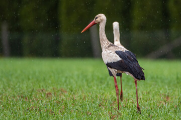 Weißstorch (Ciconia ciconia)