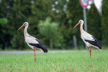Weißstorch (Ciconia ciconia)