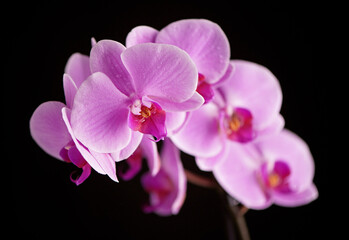 Fototapeta na wymiar beautiful purple Phalaenopsis orchid flowers, on black background