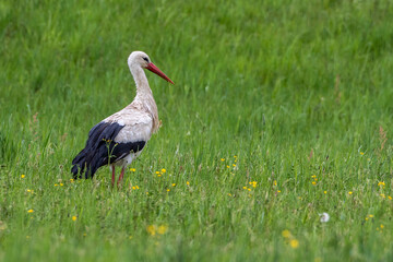 Weißstorch (Ciconia ciconia)