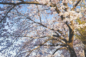 branches against blue sky