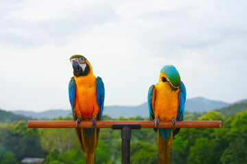 Plakat Two Blue-and-yellow macaw (Ara ararauna), also known as the blue-and-gold macaw is a large South American parrot on wooden perch. One bird preens itself feathers.