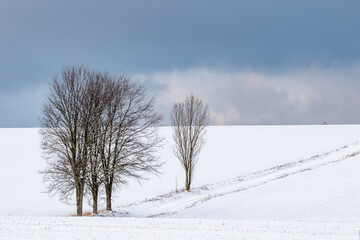 Landschaft im Harz einzeln sthende Bäume