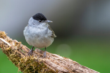 Mönchsgrasmücke (Sylvia atricapilla) Männchen