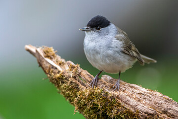 Mönchsgrasmücke (Sylvia atricapilla) Männchen