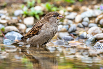 Haussperling (Passer domesticus) Weibchen beim Baden