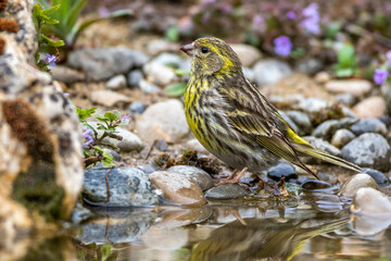 Girlitz (Serinus serinus) Männchen