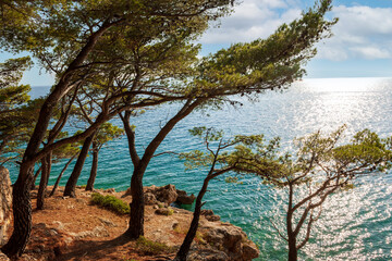 Pine trees on the beach of Punta Rata in Brela, Makarska Riviera, Dalmatia, Croatia. Tourist resort background. Summer vacation