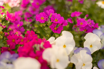 花壇の花　パンジー　赤、ピンク、白