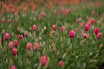 Fototapeta premium Pink tulip flowers. Tasmanian Tulip Festival. Wynard. Tasmania