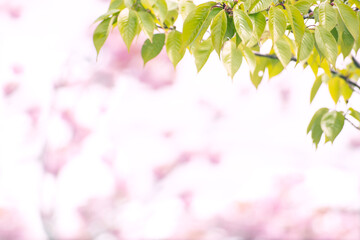 희미한 분홍꽃 배경과 나뭇잎