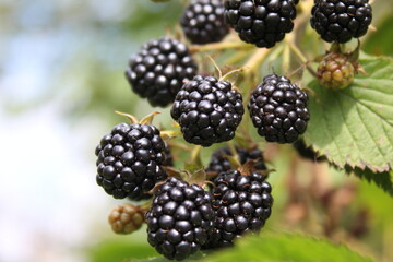 Berry Blackberry. Garden berries. Summer food.