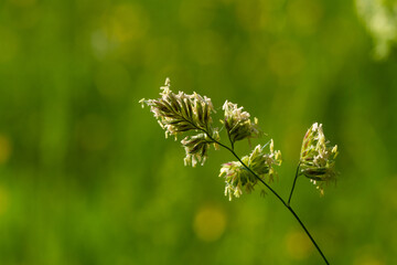 Nahaufnahme / Makro: Blühendes Gras (Gräser, Wildgräser) - freigestellt, isoliert, im Hintergrund eine grüne Wiese im Frühling