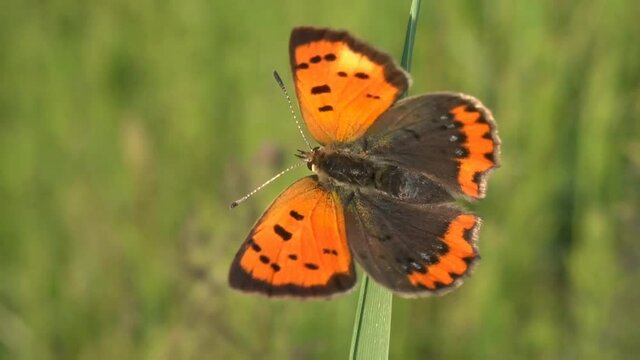 Lycaena dispar