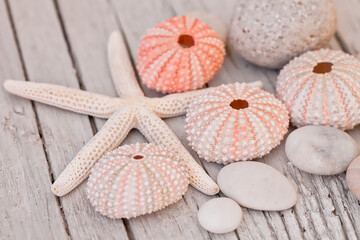 Fototapeta na wymiar Starfish And Sea Urchin Shell