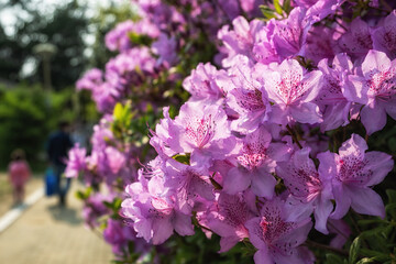 purple royal azalea blooming