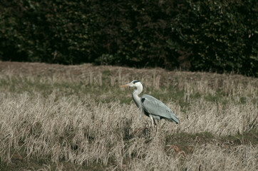 獲物を狙うアオサギ