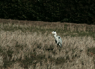 獲物を狙うアオサギ