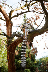 Fototapeta premium funnyring tailed lemur sitting on the ground in the park