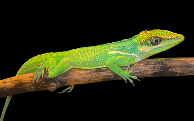 green lizard isolated on black background