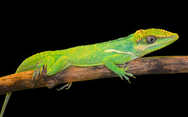 Fototapeta premium green lizard isolated on black background