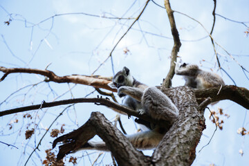 funnyring tailed lemur sitting on a tree in the park