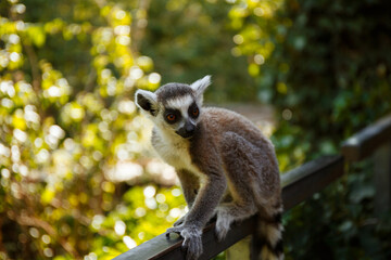 funnyring tailed lemur sitting on a tree in the park