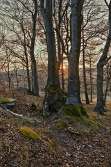 Big old beeches with the setting sun.