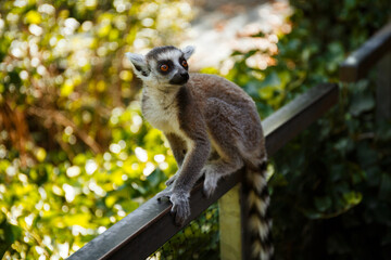 funnyring tailed lemur sitting on a tree in the park