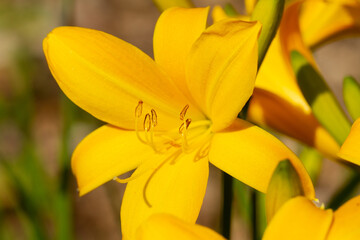 Gelbe Blüte / Blume im Frühling (Nahaufnahme / Makro)