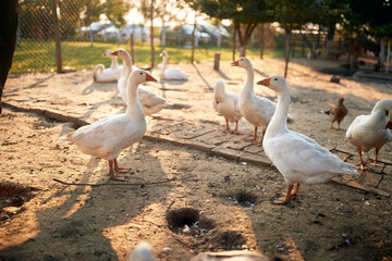 Feathered animals in a coop in the farm. Farm, countryside, summer